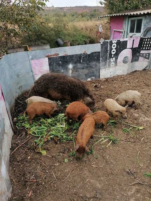 Продам хряка породи Угорська Мангалиця 2,5 років.Вага 150кг. Самовивіз