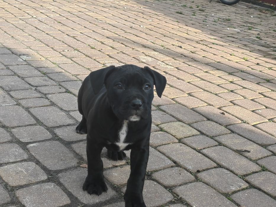 Szczenię amstaff  z metryką