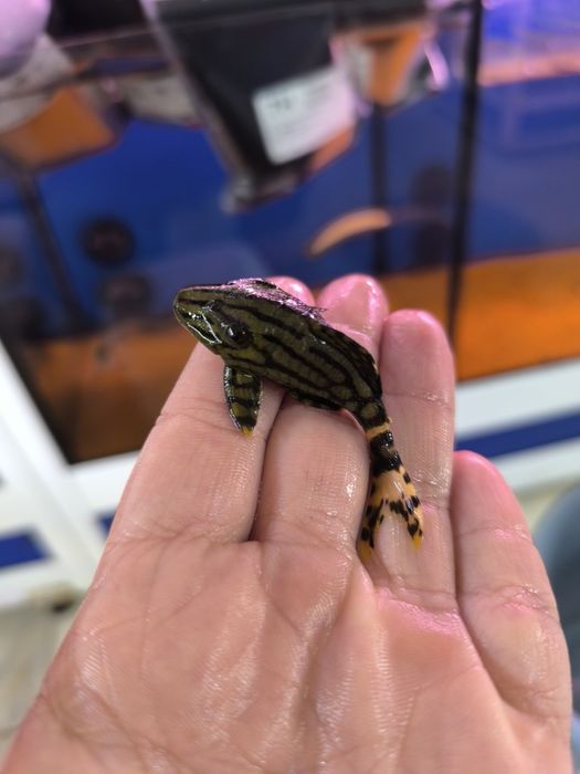 L190 Panaque Nigrolineatus