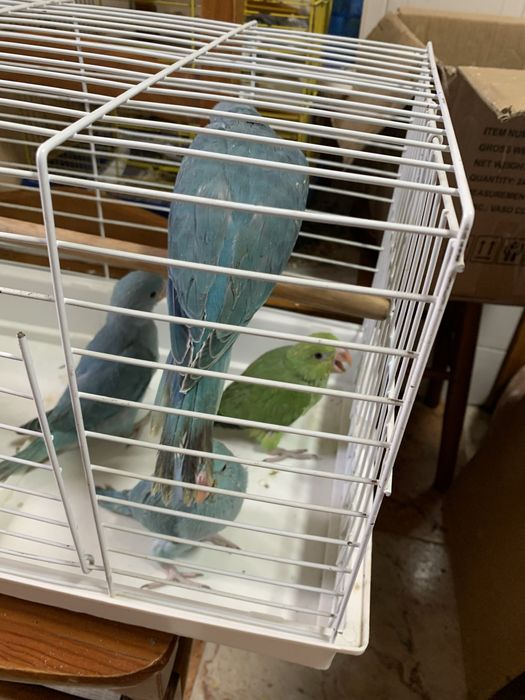 Ring neck domesticado