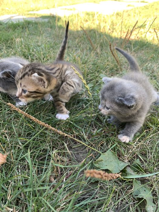 Віддамо безкоштовно кошенят від британки