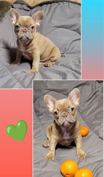 Найкращий хлопчик французик