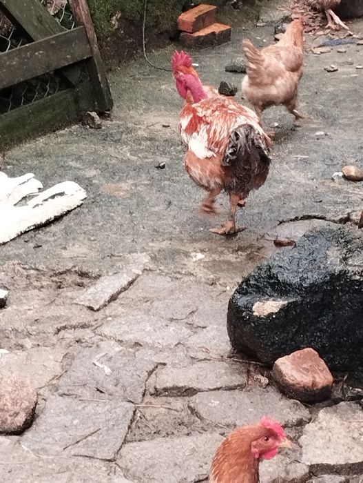 Galos criados em liberdade