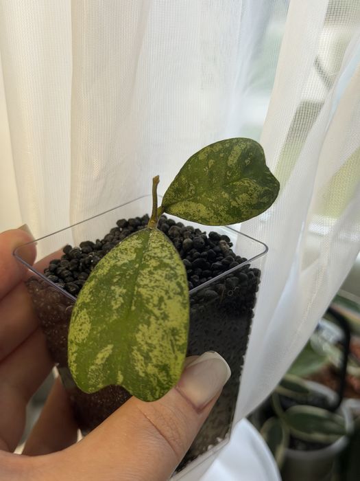 Hoya deykeae silver morning dew