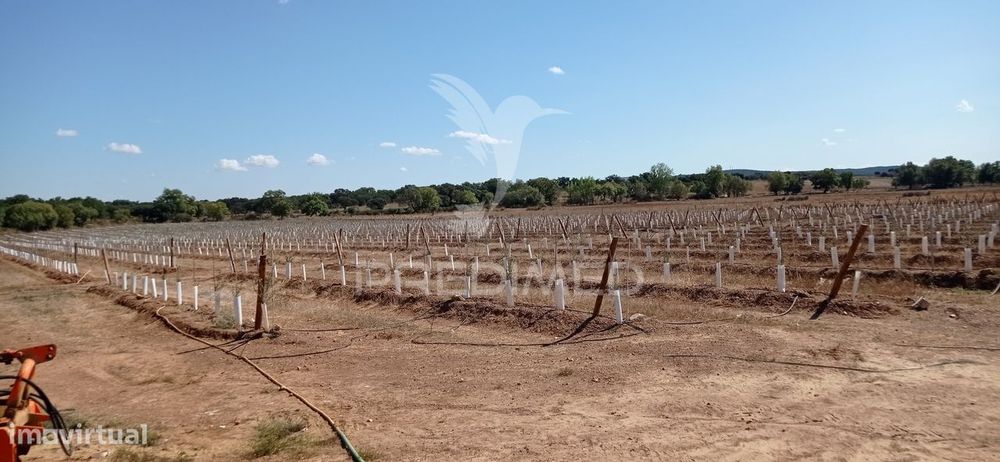 Olival Super Intensivo de 5,9ha à venda em Cano- Sousel