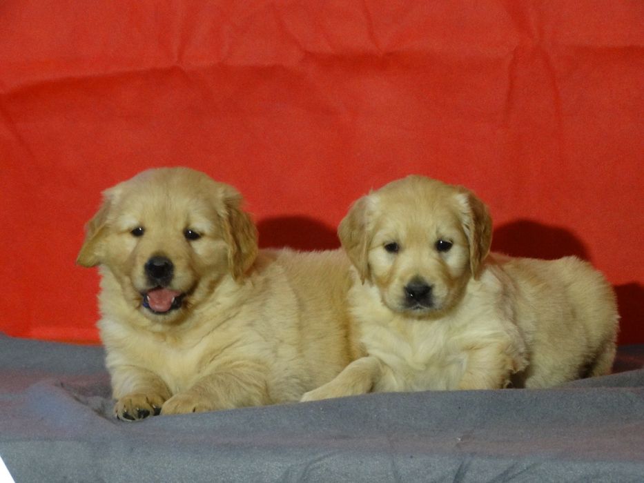 Golden retriever kremowo złoty piesek