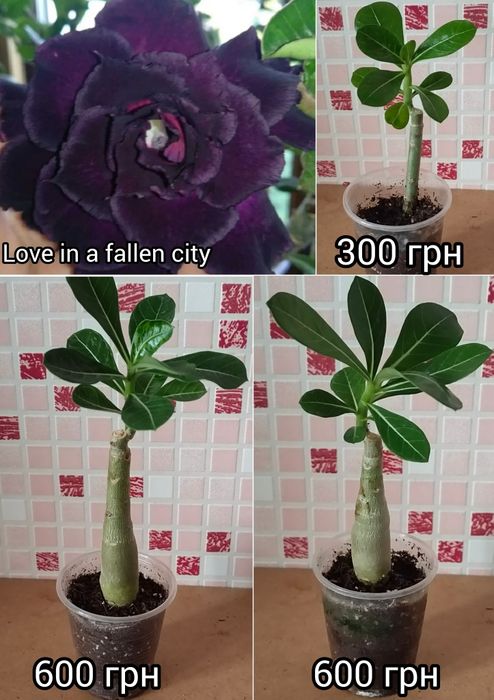 Аденіум щеплений King Blue Magenta