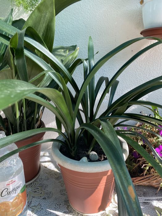 Квіти кімнатні,потребують пересадкі