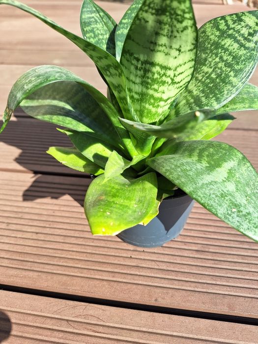 Sansewieria    niska