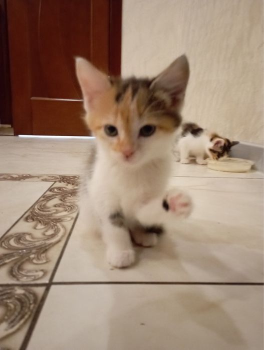 Віддам в добрі руки котиків