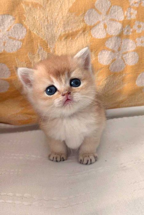 Шотландские котята (ЗОЛОТАЯ ШИНШИЛЛА)