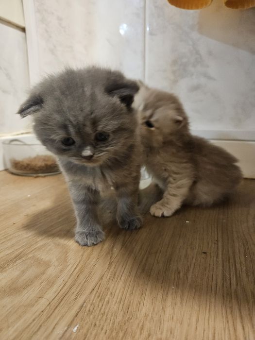 Scottish fold 2 meses