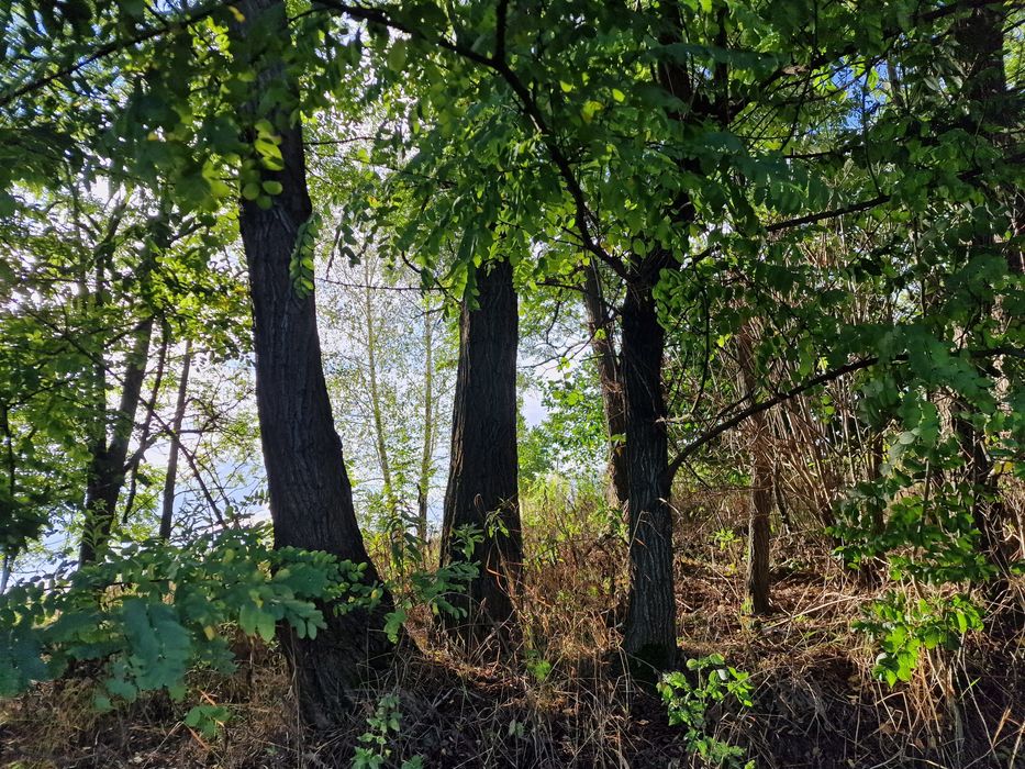 Akacja drzewo do ścięcia