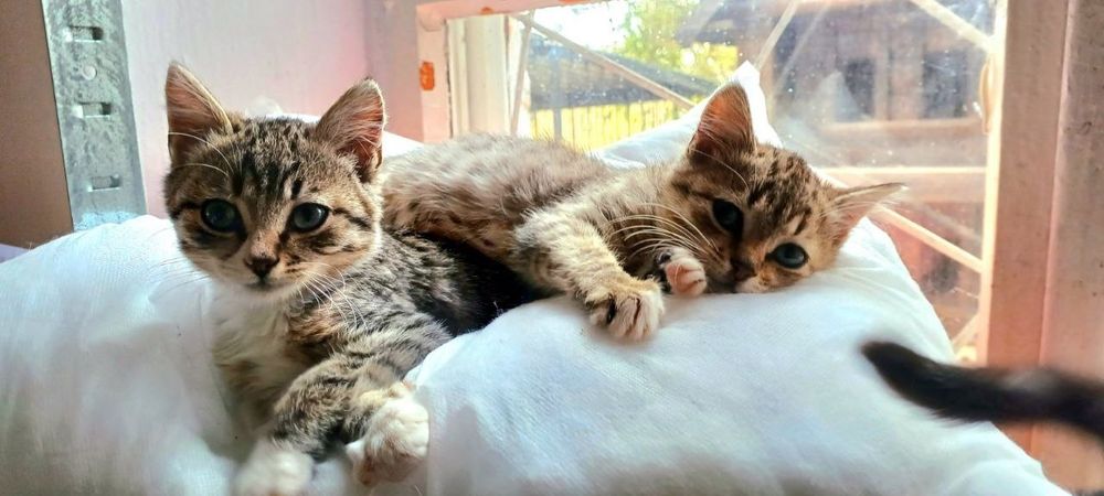 Котики в добрі руки це щастя