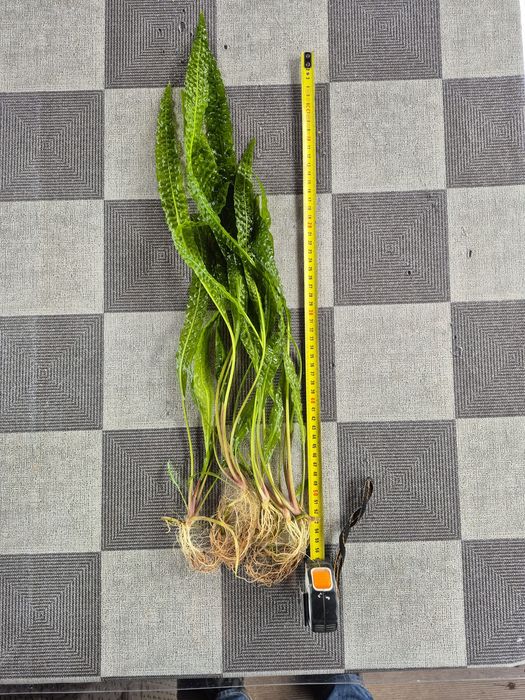 Sprzedam Kryptokorynę