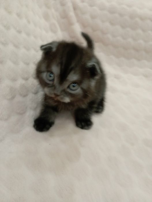 Кукольная девочка скотитиш фолд редкого окраса чёрный дым!