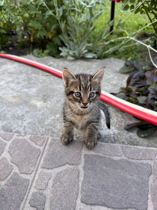 Котики в добрі руки