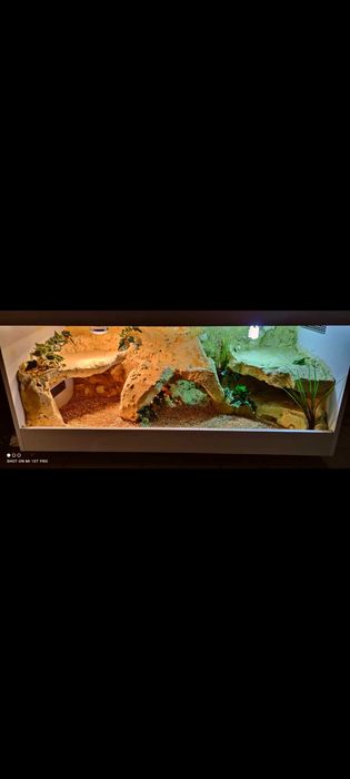 Okazja terrarium dla agamy gekona żółwia węża kameleona legwana
