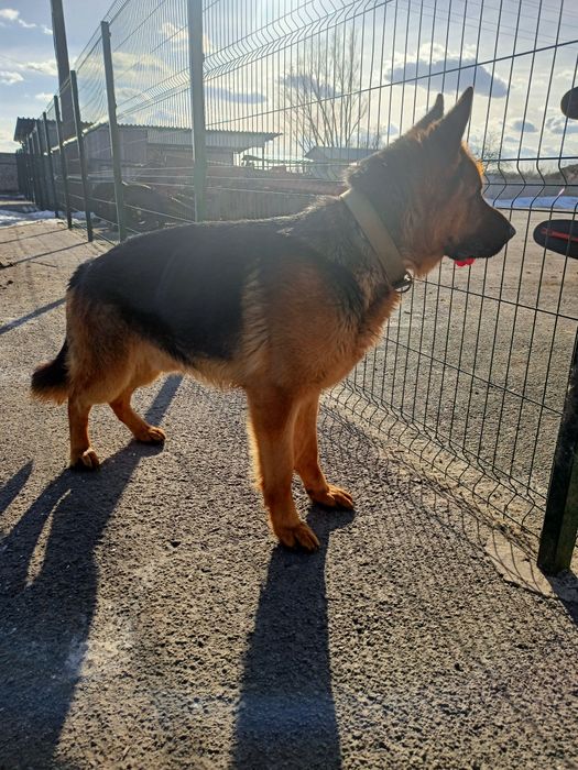 В'язка німецької вівчарки