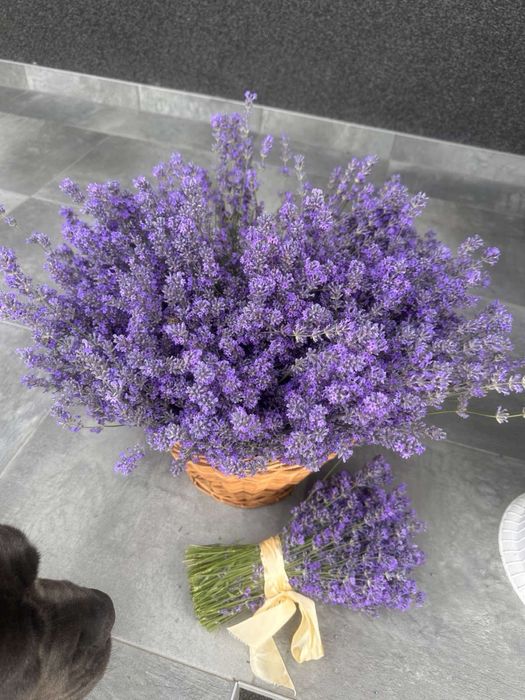 Лаванда в букетиках