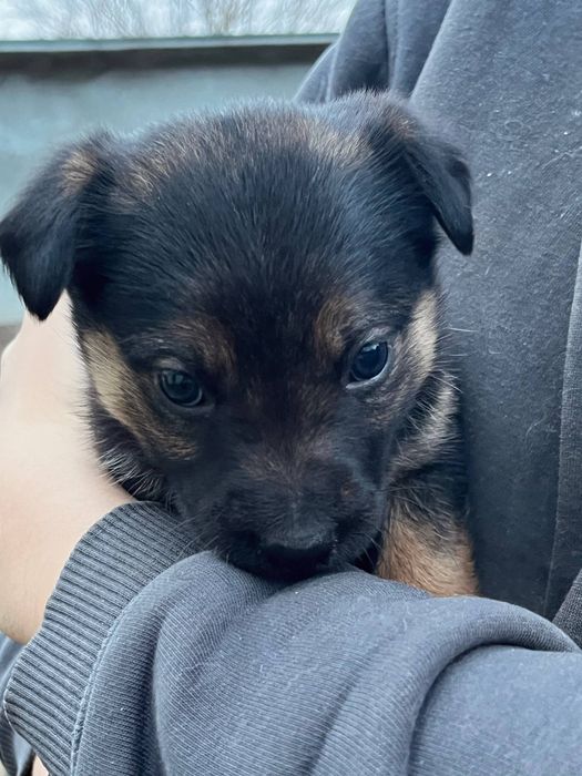 Тварини собаки в добрі руки