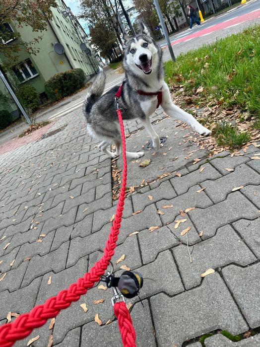 Pies Husky Syberyjski