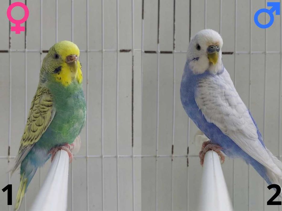 13 Periquitos Australianos