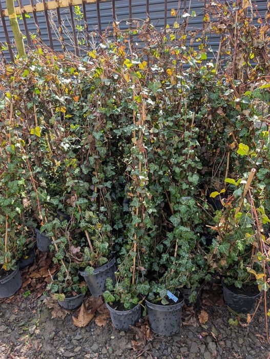 Bluszcz pospolity Hedera helix