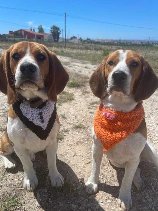 O Duo de Beagles (A Alegria)