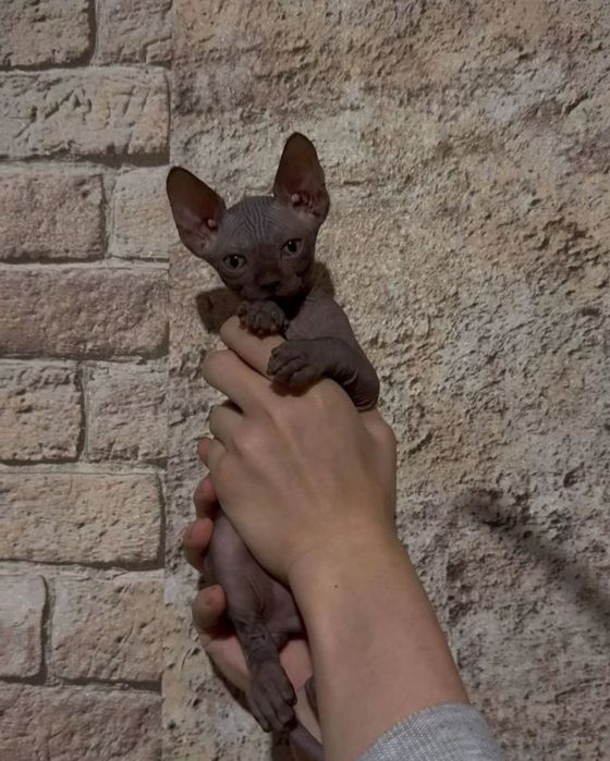 Кошенята канадський сфінкс