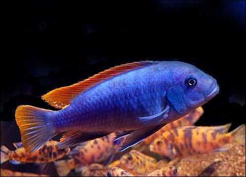 MISIEKZOO Pyszczaki - Pseudotropheus greshakei / W ofercie 25 gatunków