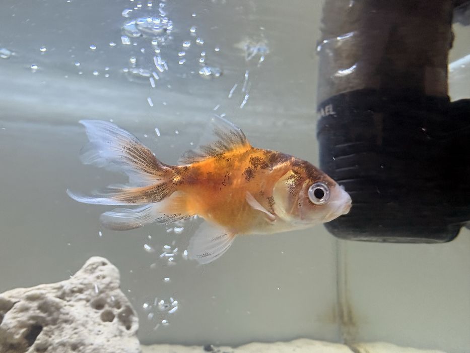 Oddam welona za darmo