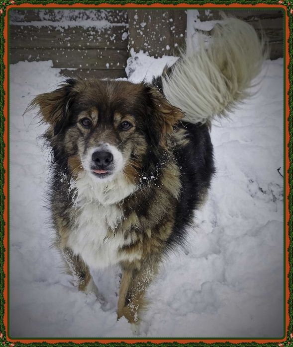 Piękna Miszka poleca się do adopcji.