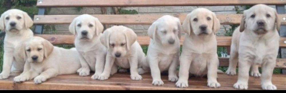 Элитные щенки питомника Лабрадор Ретривер