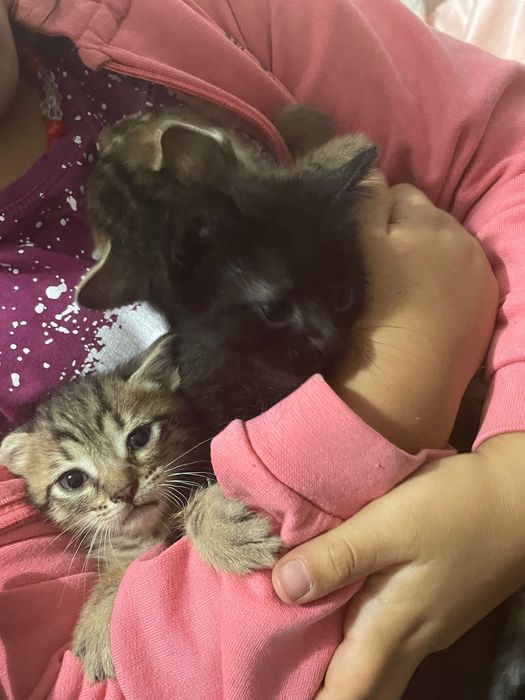 Gatinhos bebés para doar