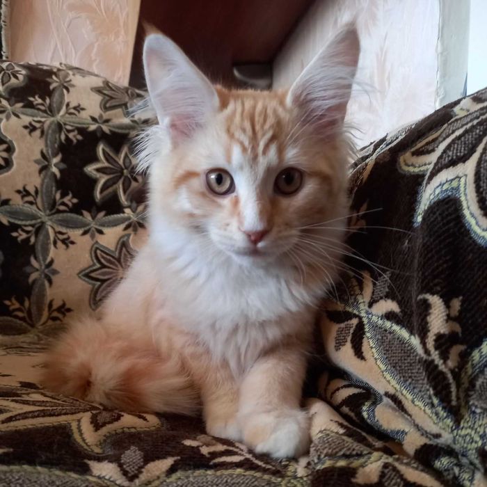 Мейн кун кошенята