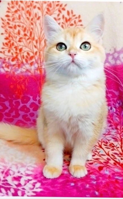 Надзвичайно ніжна, лагідна і ручна шотландська киця