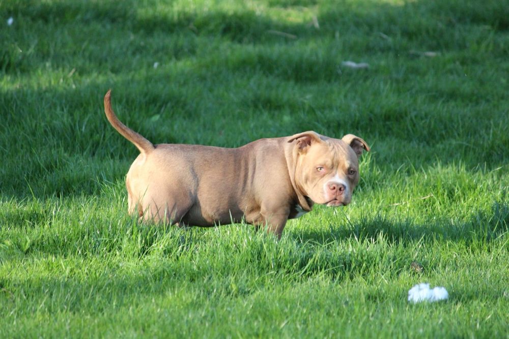 American bully samiwc 6 miesiecy