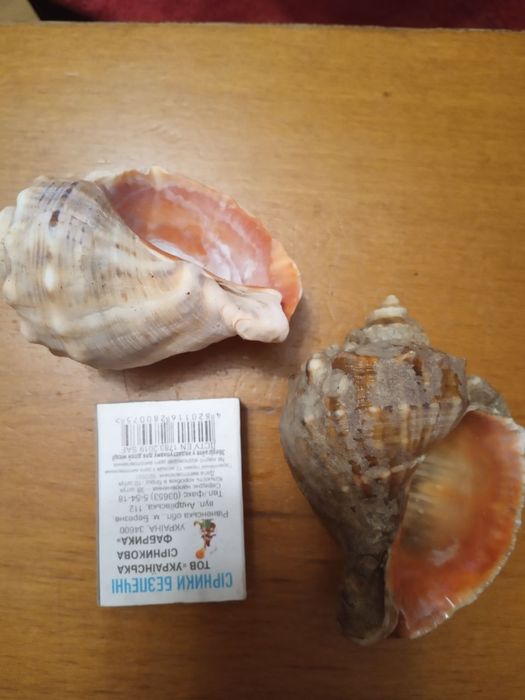 Ракушки рапана 5грн - 1 шт.