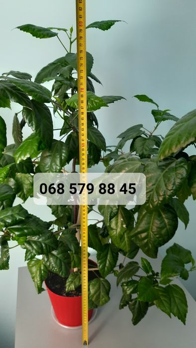 ГІБІСКУС червоний МАХРОВИЙ (кімнатна рослина), китайська роза червона