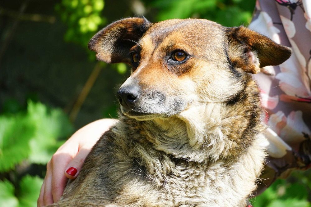 Czika - sunia którą skrzywdził człowiek