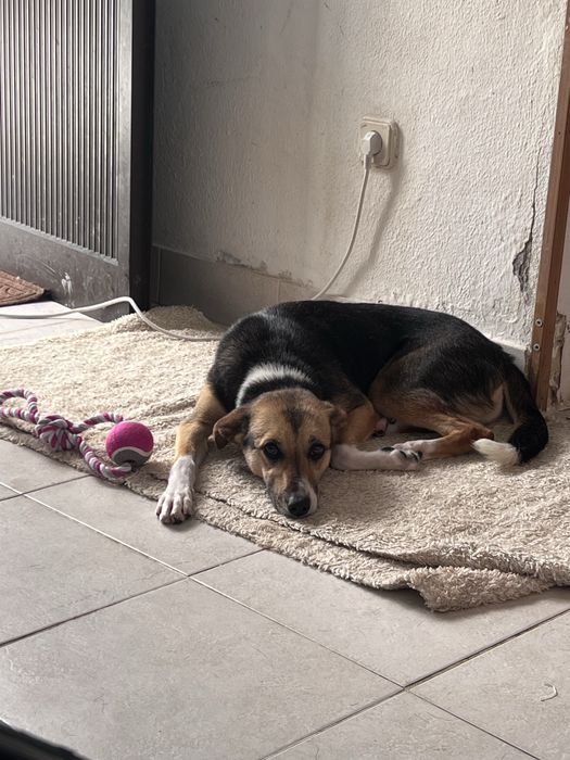 Cadela Doação urgente