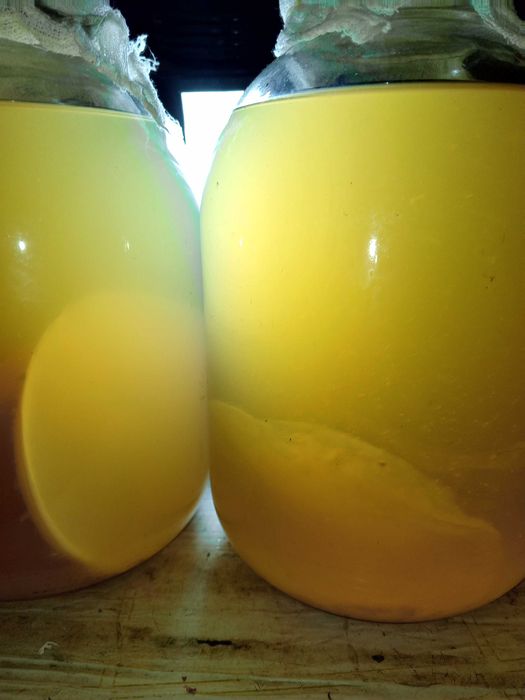 Уксусная матка из яблочного уксуса.