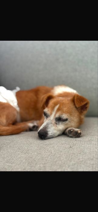 Cão para adoção responsável