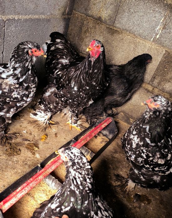 Ovos galados Brahma: Mottled, Buff, Splash.