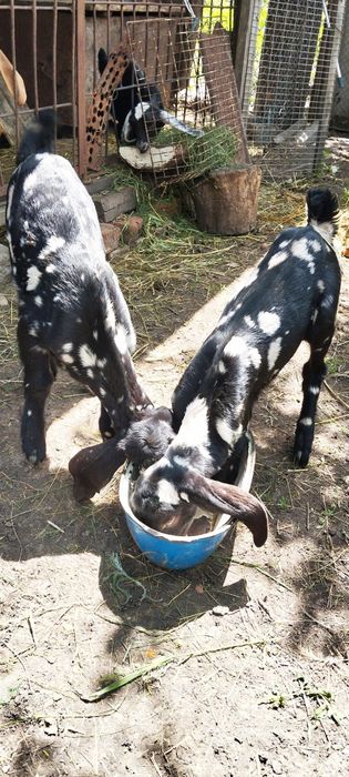 Козенята нубокоморі, 25%, дівчата