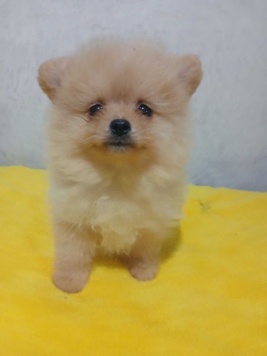 Цуценятка померанські шпіци з доставкою