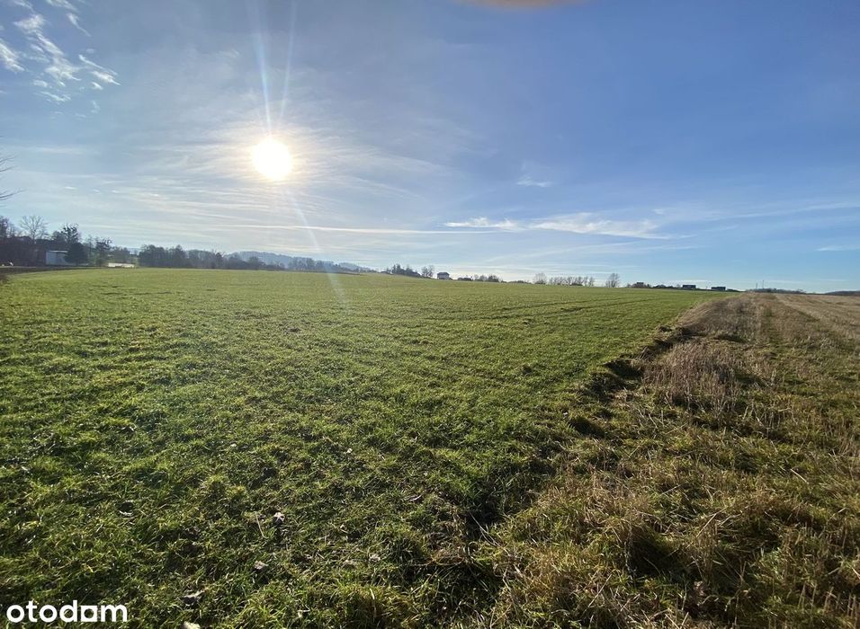 Kisielów - działka rolna 2,5 ha