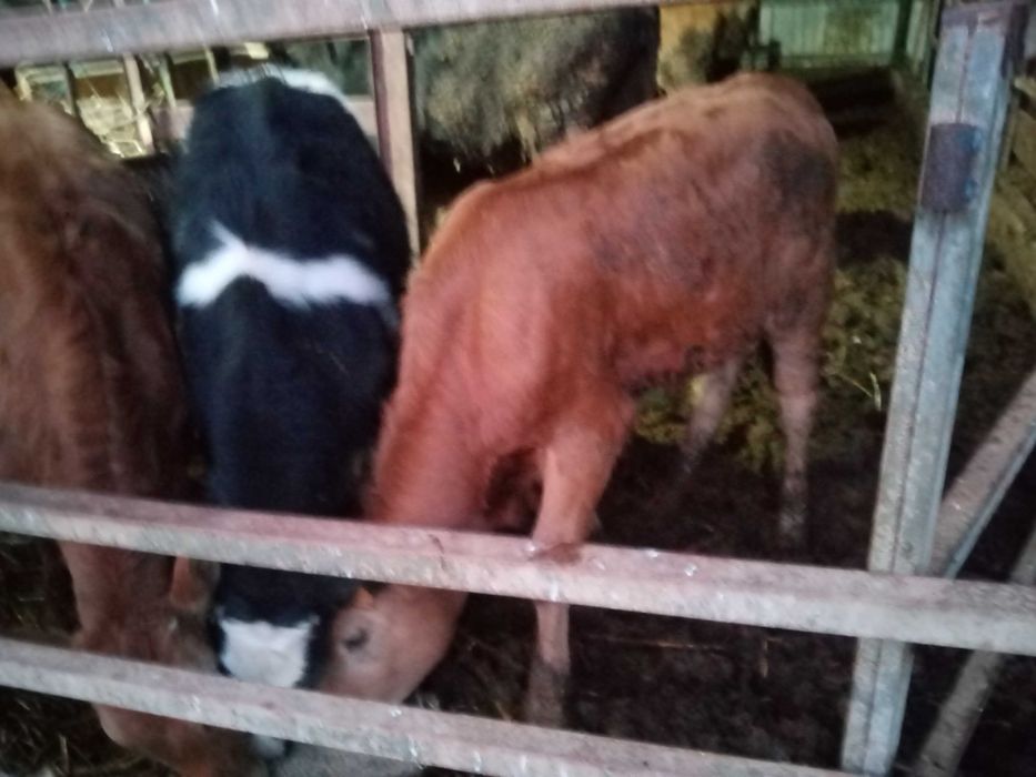 Vendo vitelos raça marinhoa