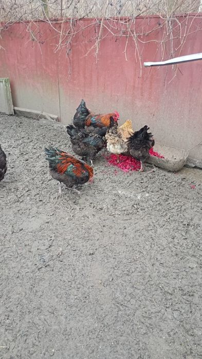 Продам півні молоді